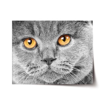 Plakát Kočičí pohled