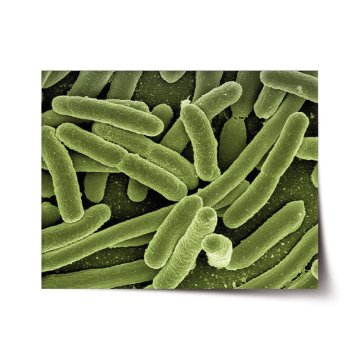 Plakát Bakterie