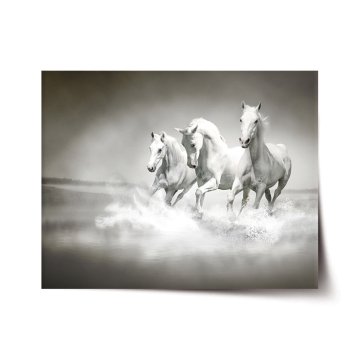 Plakát Bílí koně