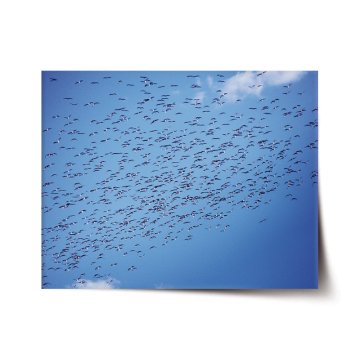 Plakát Hejno ptáků