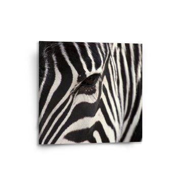 Obraz Detail zebra