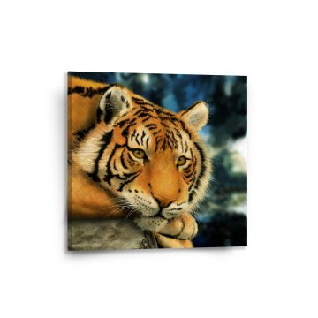 Obraz Tygr