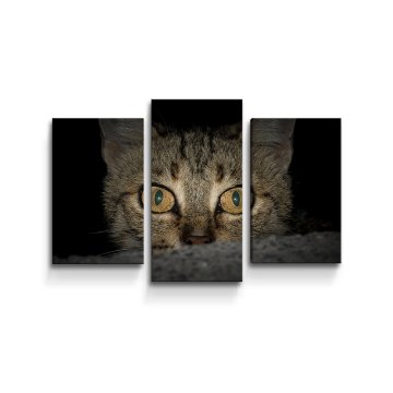 Obraz - 3-dílný Kočka