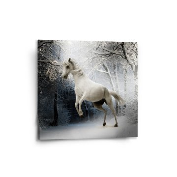 Obraz Bílý kůň