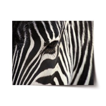 Plakát Detail zebra