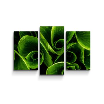 Obraz - 3-dílný Zelené listy