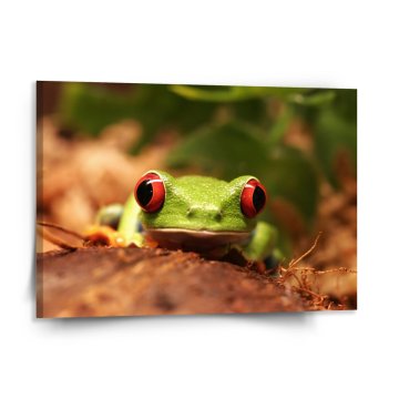 Obraz Zelená žába