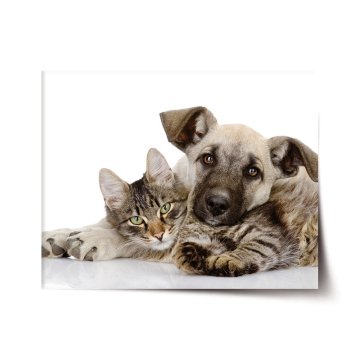 Plakát Kočička a štěňátko