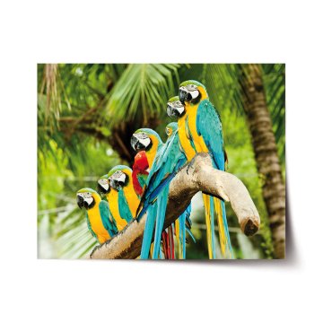 Plakát Papoušci na větvi