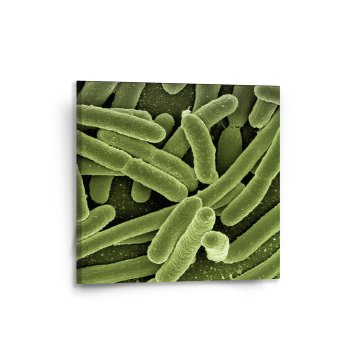 Obraz Bakterie