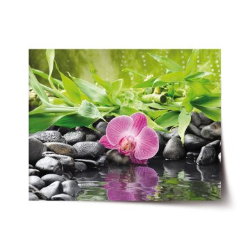 Plakát Růžová orchidej