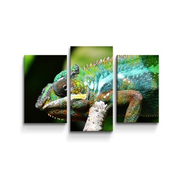 Obraz - 3-dílný Chameleon